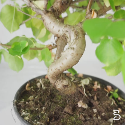 Prebonsai Prunus Mahaleb