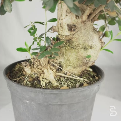 Prebonsai di Olivastro 17 anni (Olea sylvestris)