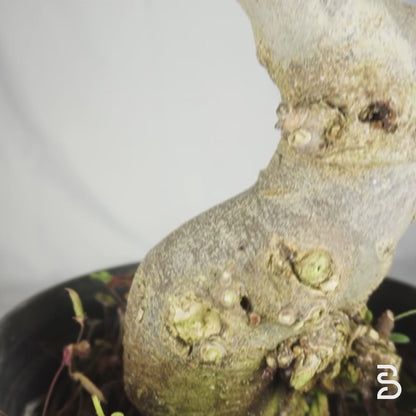 Prebonsai Ficus carica 15 anni