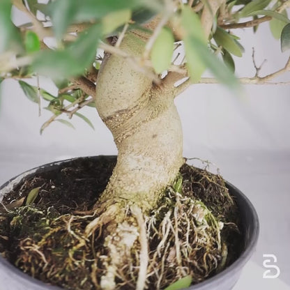 Prebonsai Olivo (Olea europea) 12 anni